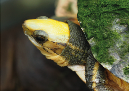 Cuora </br>aurocapitata